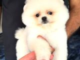 Pomeranian Boo Bebişler