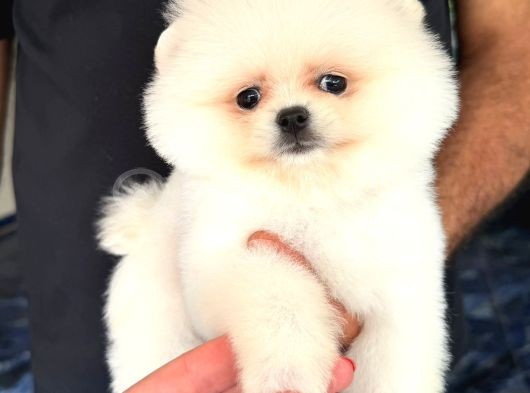 Pomeranian Boo Bebişler görsel