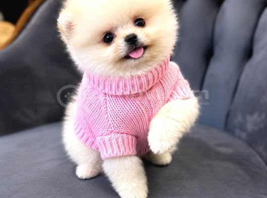 Pomeranian Boo Bebişler görsel