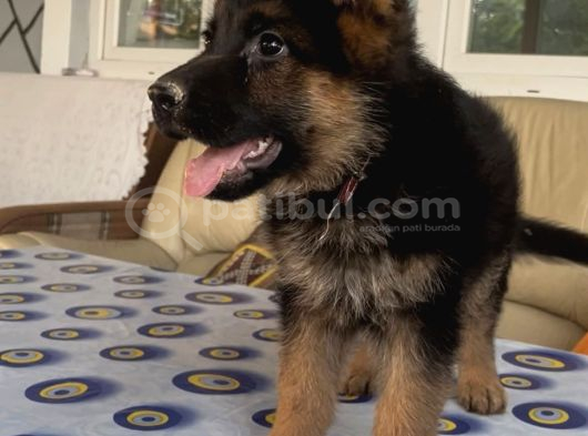 A Scr Li Alman Çoban Yavrular görsel