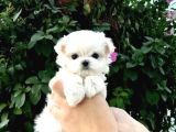 Mini boy maltese yavrularımız