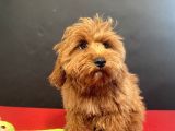 Mükemmel Renk Ve Tüy Kali̇tesi̇nde Maltipoo