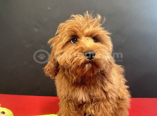 Mükemmel Renk Ve Tüy Kali̇tesi̇nde Maltipoo görsel