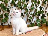Ny1233 Dişi Nadide British Shorthair Golden
