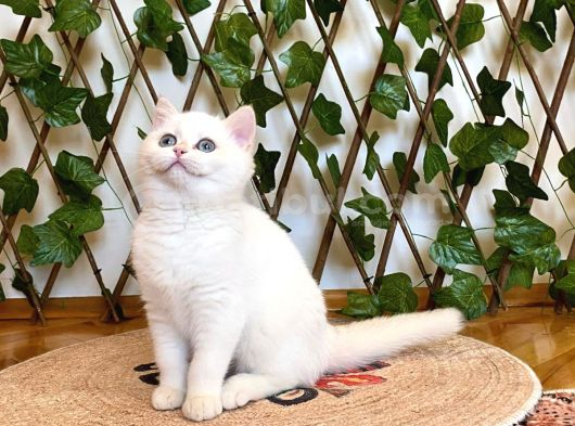 Ny1233 Dişi Nadide British Shorthair Golden görsel