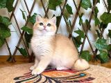 Ny12 Dişi İrinaa British Shorthair Golden