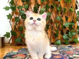 British Shorthair Golden Ny12 Dişi Ballı Çiçek Gibi
