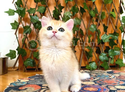 British Shorthair Golden Ny12 Dişi Ballı Çiçek Gibi görsel