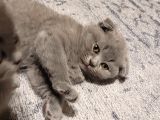 Baba Scottish Fold anne British Shorthair yavrular Ankara