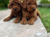 Orjinal toy poodle yavruları