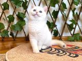Ny1233 Dişi Nadide British Shorthair Golden
