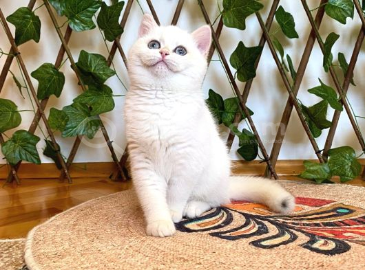 Ny1233 Dişi Nadide British Shorthair Golden görsel