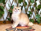 Ny12 Dişi İrinaa British Shorthair Golden