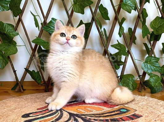 Ny12 Dişi İrinaa British Shorthair Golden görsel
