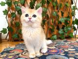 British Shorthair Golden Ny12 Dişi Ballı Çiçek Gibi
