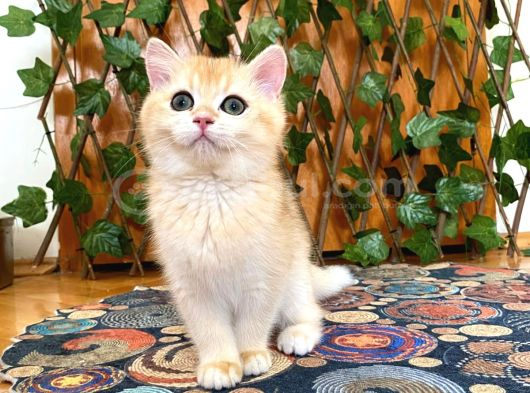 British Shorthair Golden Ny12 Dişi Ballı Çiçek Gibi görsel