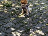 11 Aylık Dişi Eğitimli