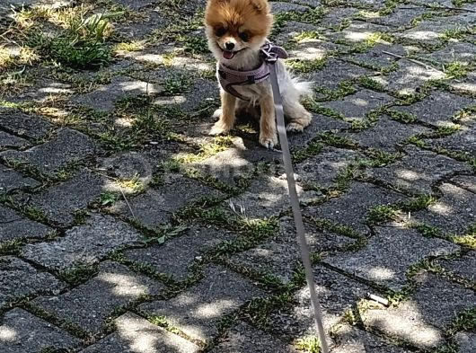 11 Aylık Dişi Eğitimli görsel