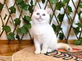 Ny1233 Dişi Nadide British Shorthair Golden