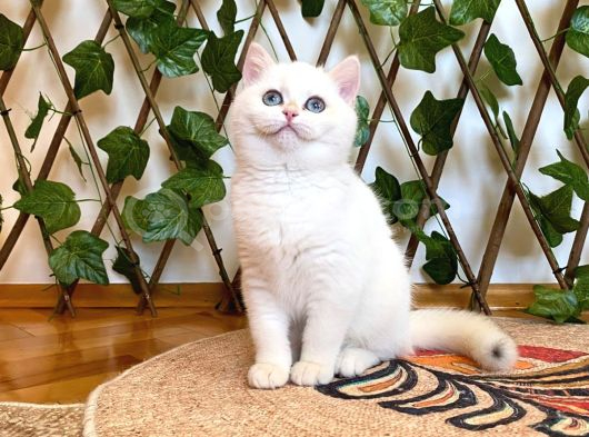 Ny1233 Dişi Nadide British Shorthair Golden görsel