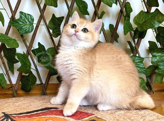 Ny12 Dişi İrinaa British Shorthair Golden görsel