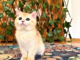 British Shorthair Golden Ny12 Dişi Ballı Çiçek Gibi