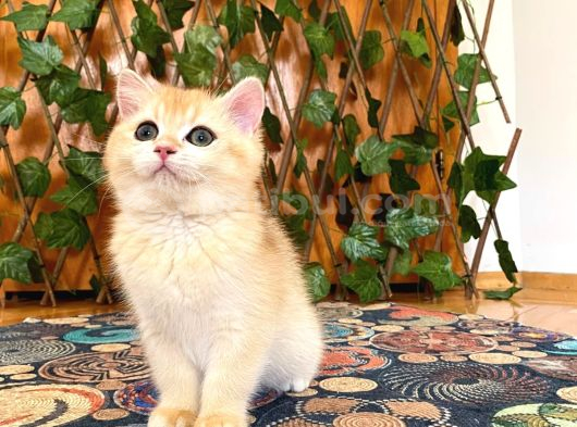 British Shorthair Golden Ny12 Dişi Ballı Çiçek Gibi görsel