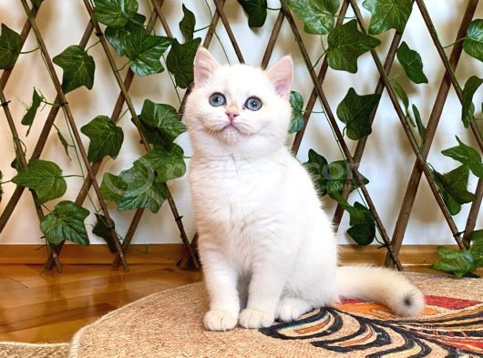 Ny1233 Dişi Nadide British Shorthair Golden görsel
