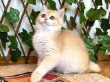 Ny12 Dişi İrinaa British Shorthair Golden