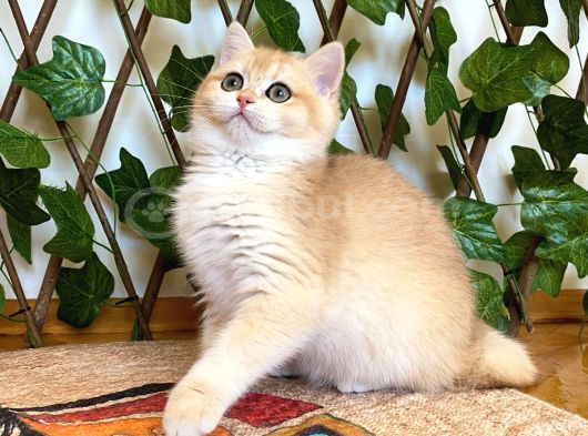 Ny12 Dişi İrinaa British Shorthair Golden görsel