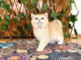 British Shorthair Golden Ny12 Dişi Ballı Çiçek Gibi