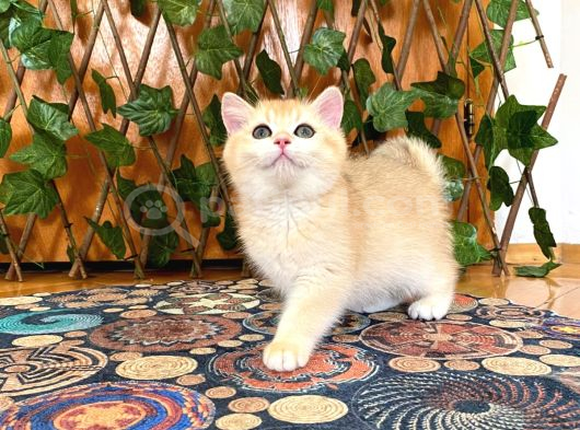 British Shorthair Golden Ny12 Dişi Ballı Çiçek Gibi görsel