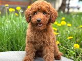Toy Poodle Sevi̇mli̇ Yavrular Ev Üreti̇mi̇