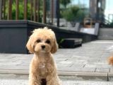 Malti̇poo Ci̇nsi̇ Yavrular Ev Üreti̇mi̇