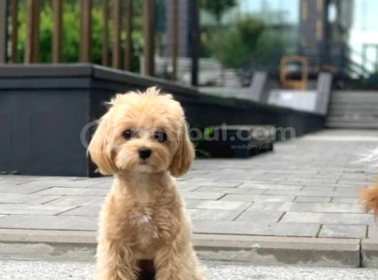 Malti̇poo Ci̇nsi̇ Yavrular Ev Üreti̇mi̇