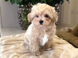 Malti̇poo Ci̇nsi̇ Yavrular Ev Üreti̇mi̇