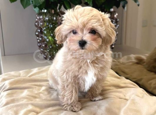 Malti̇poo Ci̇nsi̇ Yavrular Ev Üreti̇mi̇ görsel