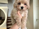 Malti̇poo Ci̇nsi̇ Yavrular Ev Üreti̇mi̇