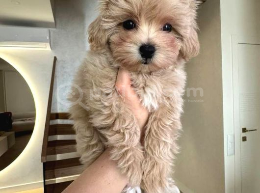 Malti̇poo Ci̇nsi̇ Yavrular Ev Üreti̇mi̇ görsel