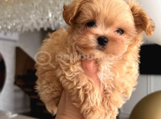 Malti̇poo Ci̇nsi̇ Yavrular Ev Üreti̇mi̇ görsel