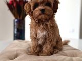 TOY POODLE SEVİMLİ YAVRULAR EV ÜRETİMİ