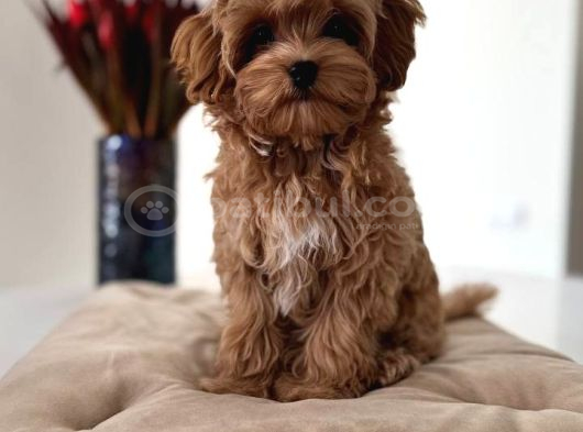 TOY POODLE SEVİMLİ YAVRULAR EV ÜRETİMİ