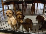 2 Aylık Toypoodle Yavrularım Antalya