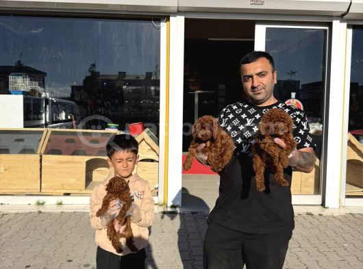 Renk Renk Orji̇nal Toy Poodle Yavrularimiz Güncel Ankara görsel
