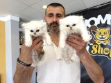 ÖZEL IRK BRITISH SHORTHAIR NS11 YAVRULAR ANKARA MAĞAZAMIZDA