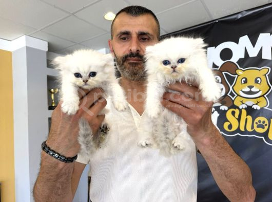Özel Irk British Shorthair Ns11 Yavrular Ankara Mağazamizda