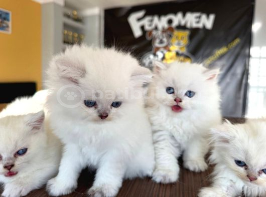 Özel Irk British Shorthair Ns11 Yavrular Ankara Mağazamizda görsel