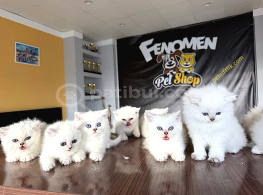 Özel Irk British Shorthair Ns11 Yavrular Ankara Mağazamizda görsel