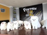Özel Irk British Longhair Yavrular Ns1133 Ankara Mağazamizda