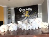 Özel Irk British Shorthair Ns11 Yavrular Ankara Mağazamizda